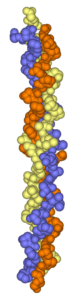 Kollagen-Tripelhelix-Struktur